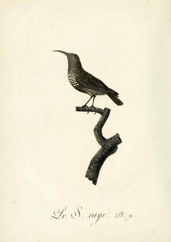 Reproducción/Reproduction 8221407386: Histoire naturelle et générale des grimpereaux et des oiseaux de paradis /. Paris :Desray ,an XI = 1802.