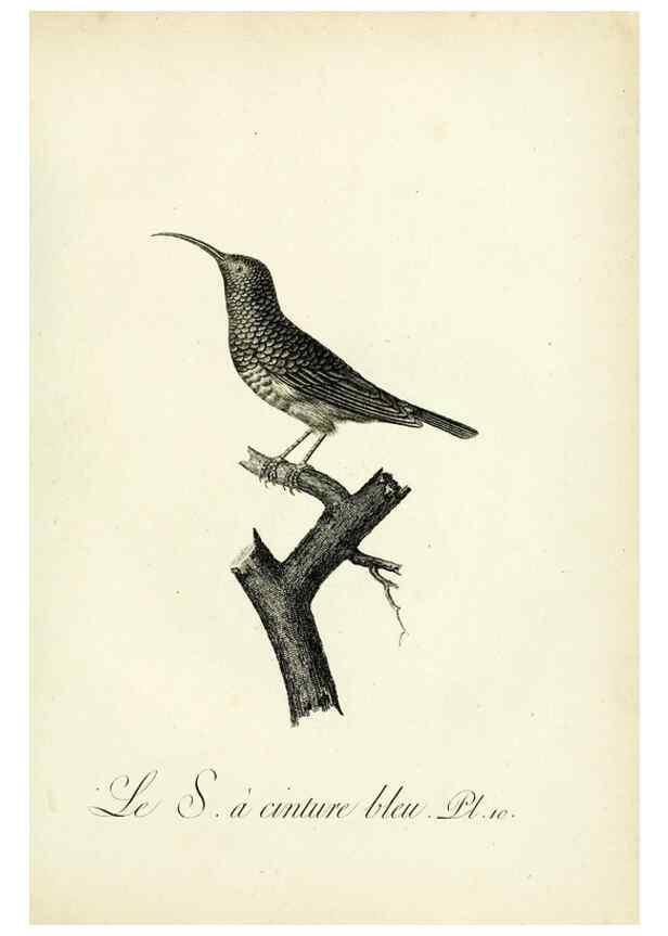 Reproducción/Reproduction 8220327605: Histoire naturelle et générale des grimpereaux et des oiseaux de paradis /. Paris :Desray ,an XI = 1802.