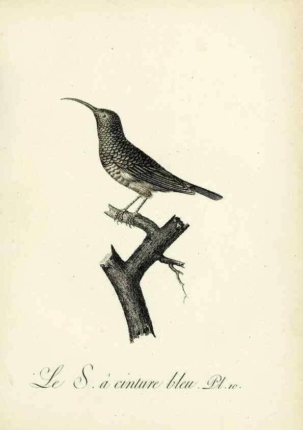 Reproducción/Reproduction 8220327605: Histoire naturelle et générale des grimpereaux et des oiseaux de paradis /. Paris :Desray ,an XI = 1802.