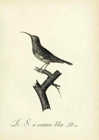 Reproducción/Reproduction 8220327605: Histoire naturelle et générale des grimpereaux et des oiseaux de paradis /. Paris :Desray ,an XI = 1802.