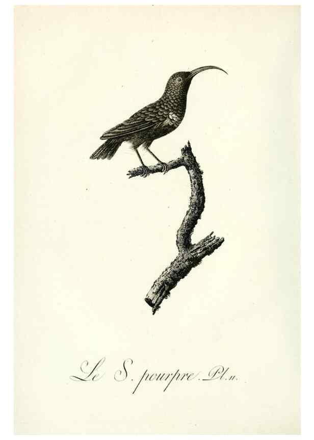 Reproducción/Reproduction 8220328283: Histoire naturelle et générale des grimpereaux et des oiseaux de paradis /. Paris :Desray ,an XI = 1802.