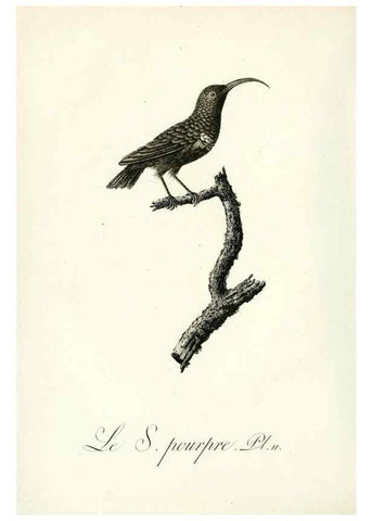 Reproducción/Reproduction 8220328283: Histoire naturelle et générale des grimpereaux et des oiseaux de paradis /. Paris :Desray ,an XI = 1802.