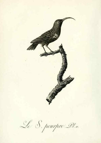 Reproducción/Reproduction 8220328283: Histoire naturelle et générale des grimpereaux et des oiseaux de paradis /. Paris :Desray ,an XI = 1802.