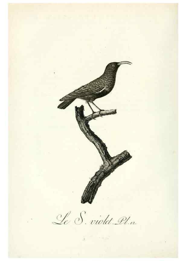 Reproducción/Reproduction 8221408738: Histoire naturelle et générale des grimpereaux et des oiseaux de paradis /. Paris :Desray ,an XI = 1802.