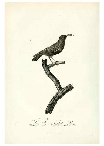 Reproducción/Reproduction 8221408738: Histoire naturelle et générale des grimpereaux et des oiseaux de paradis /. Paris :Desray ,an XI = 1802.