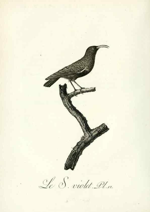 Reproducción/Reproduction 8221408738: Histoire naturelle et générale des grimpereaux et des oiseaux de paradis /. Paris :Desray ,an XI = 1802.
