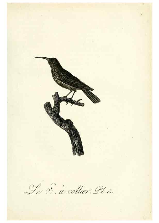 Reproducción/Reproduction 8221409114: Histoire naturelle et générale des grimpereaux et des oiseaux de paradis /. Paris :Desray ,an XI = 1802.