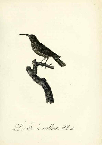 Reproducción/Reproduction 8221409114: Histoire naturelle et générale des grimpereaux et des oiseaux de paradis /. Paris :Desray ,an XI = 1802.