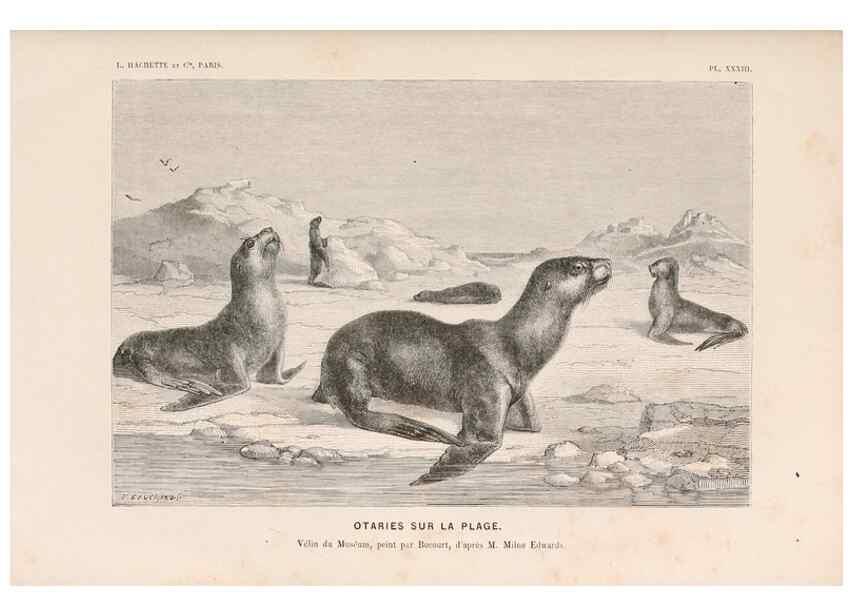 Reproducción/Reproduction 8203837680: Le monde de la mer .... Paris,L. Hachette & Cie,1866.