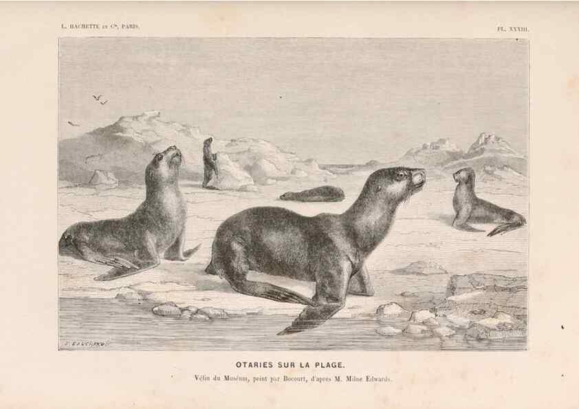 Reproducción/Reproduction 8203837680: Le monde de la mer .... Paris,L. Hachette & Cie,1866.