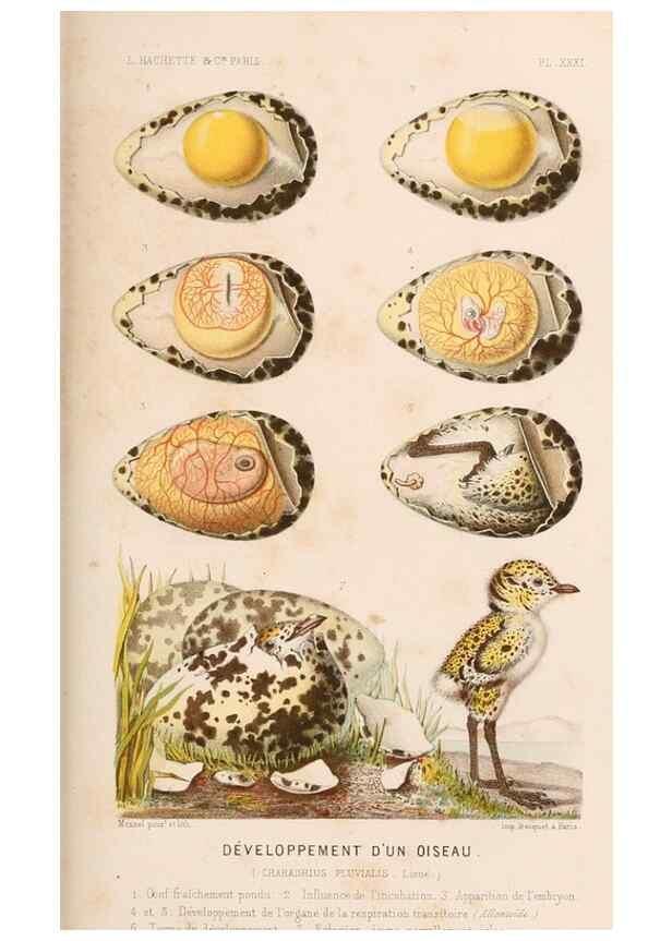 Reproducción/Reproduction 8202746345: Le monde de la mer .... Paris,L. Hachette & Cie,1866.