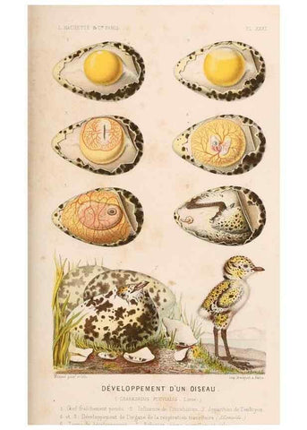 Reproducción/Reproduction 8202746345: Le monde de la mer .... Paris,L. Hachette & Cie,1866.