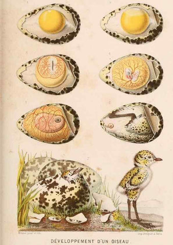 Reproducción/Reproduction 8202746345: Le monde de la mer .... Paris,L. Hachette & Cie,1866.