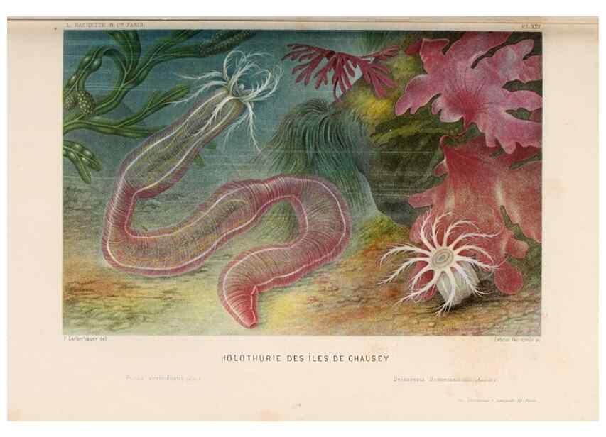 Reproducción/Reproduction 8202735867: Le monde de la mer .... Paris,L. Hachette & Cie,1866.