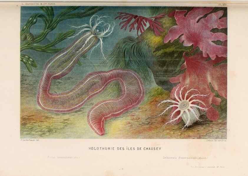Reproducción/Reproduction 8202735867: Le monde de la mer .... Paris,L. Hachette & Cie,1866.
