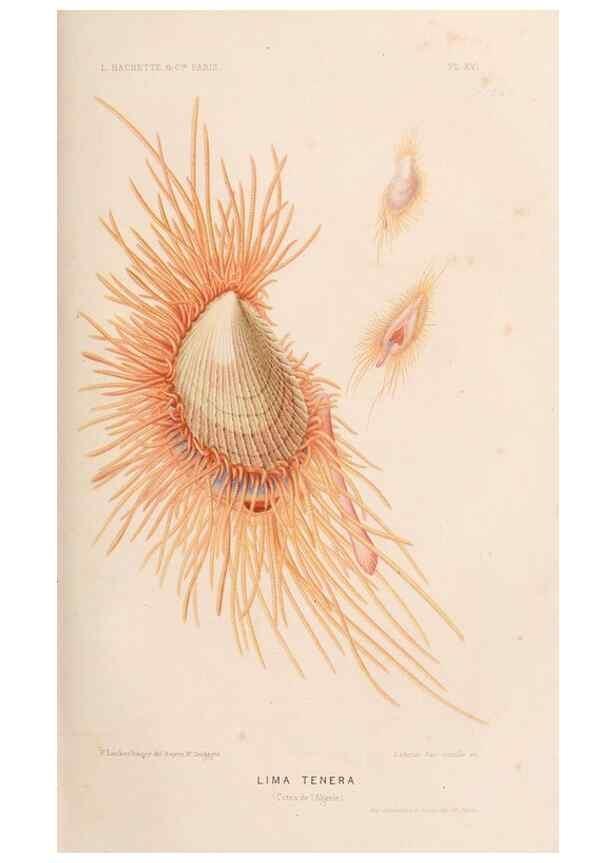 Reproducción/Reproduction 8203826336: Le monde de la mer .... Paris,L. Hachette & Cie,1866.