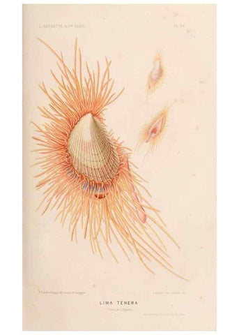 Reproducción/Reproduction 8203826336: Le monde de la mer .... Paris,L. Hachette & Cie,1866.