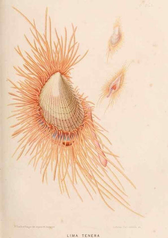 Reproducción/Reproduction 8203826336: Le monde de la mer .... Paris,L. Hachette & Cie,1866.