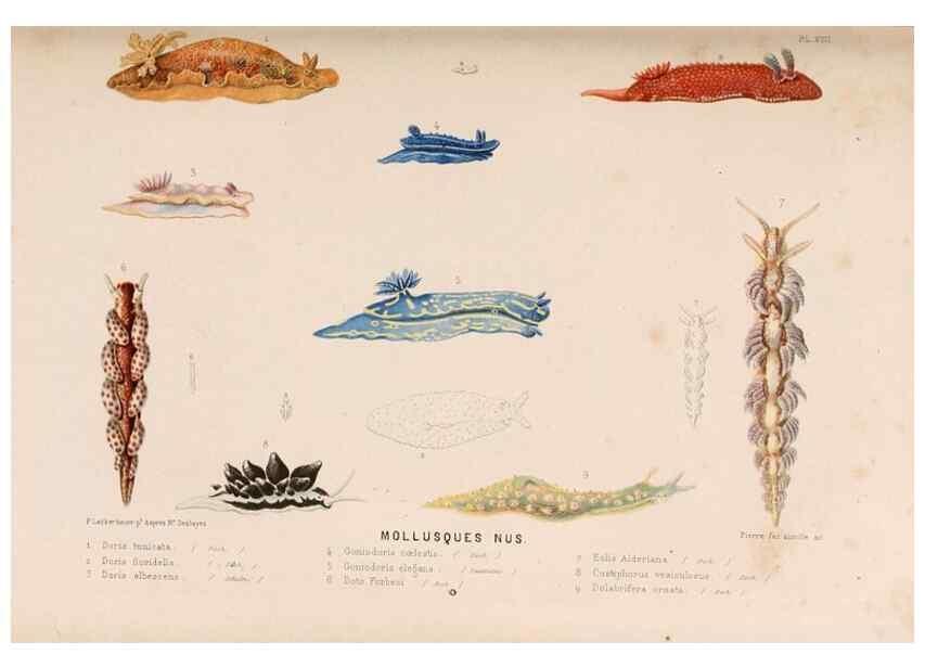 Reproducción/Reproduction 8203827170: Le monde de la mer .... Paris,L. Hachette & Cie,1866.