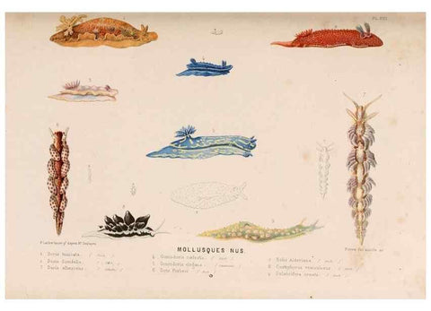 Reproducción/Reproduction 8203827170: Le monde de la mer .... Paris,L. Hachette & Cie,1866.