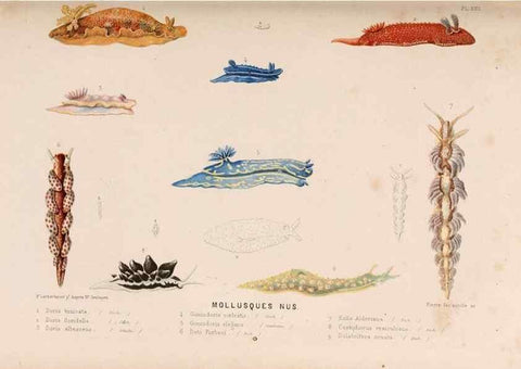 Reproducción/Reproduction 8203827170: Le monde de la mer .... Paris,L. Hachette & Cie,1866.