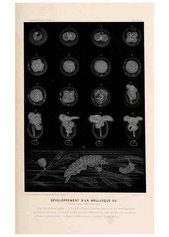 Reproducción/Reproduction 8202738095: Le monde de la mer .... Paris,L. Hachette & Cie,1866.