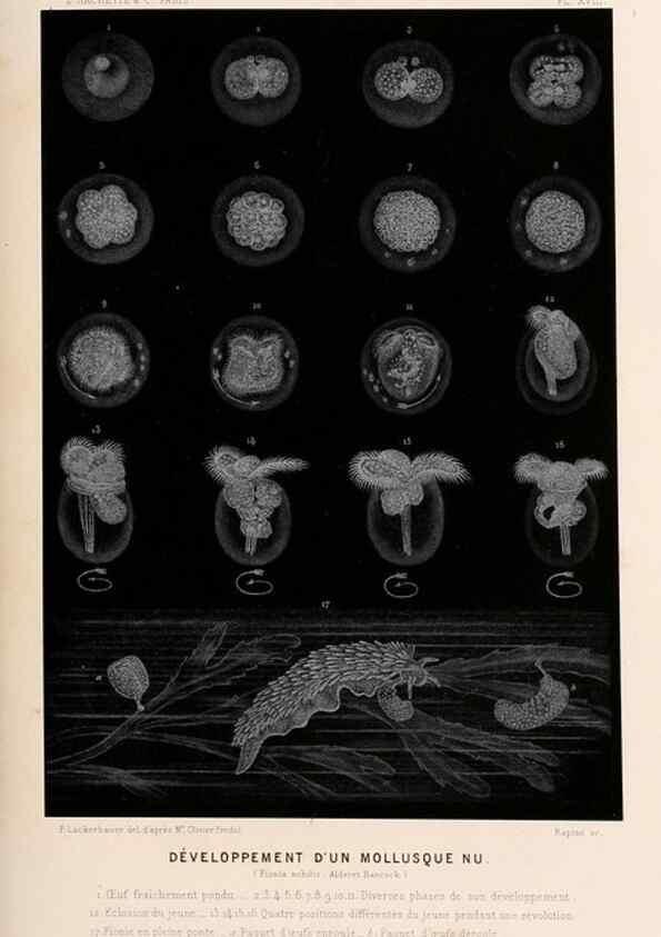 Reproducción/Reproduction 8202738095: Le monde de la mer .... Paris,L. Hachette & Cie,1866.