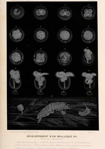 Reproducción/Reproduction 8202738095: Le monde de la mer .... Paris,L. Hachette & Cie,1866.
