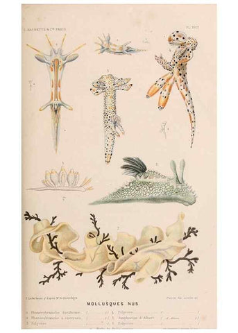 Reproducción/Reproduction 8203828250: Le monde de la mer .... Paris,L. Hachette & Cie,1866.