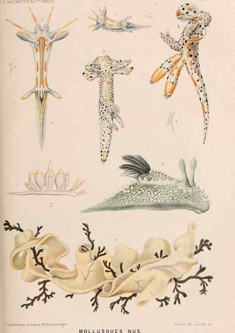 Reproducción/Reproduction 8203828250: Le monde de la mer .... Paris,L. Hachette & Cie,1866.