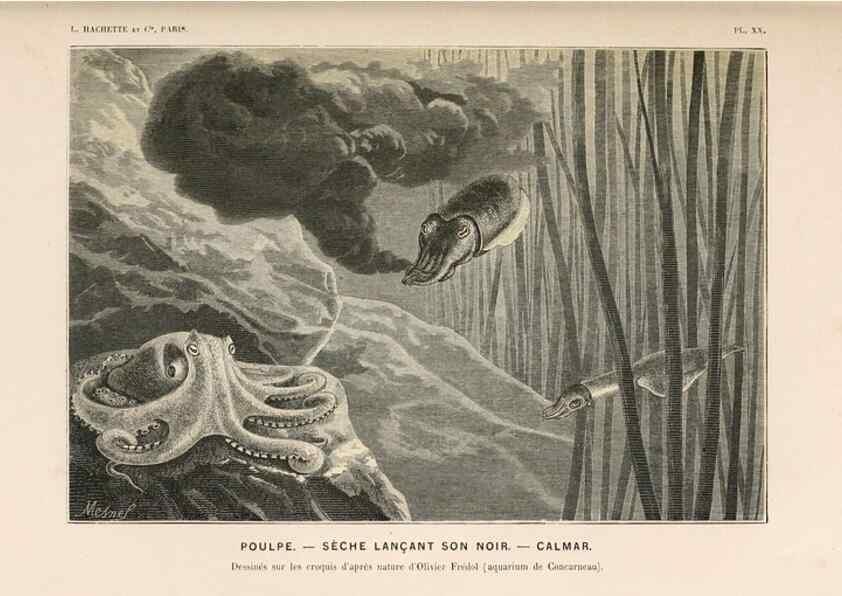 Reproducción/Reproduction 8203828966: Le monde de la mer .... Paris,L. Hachette & Cie,1866.