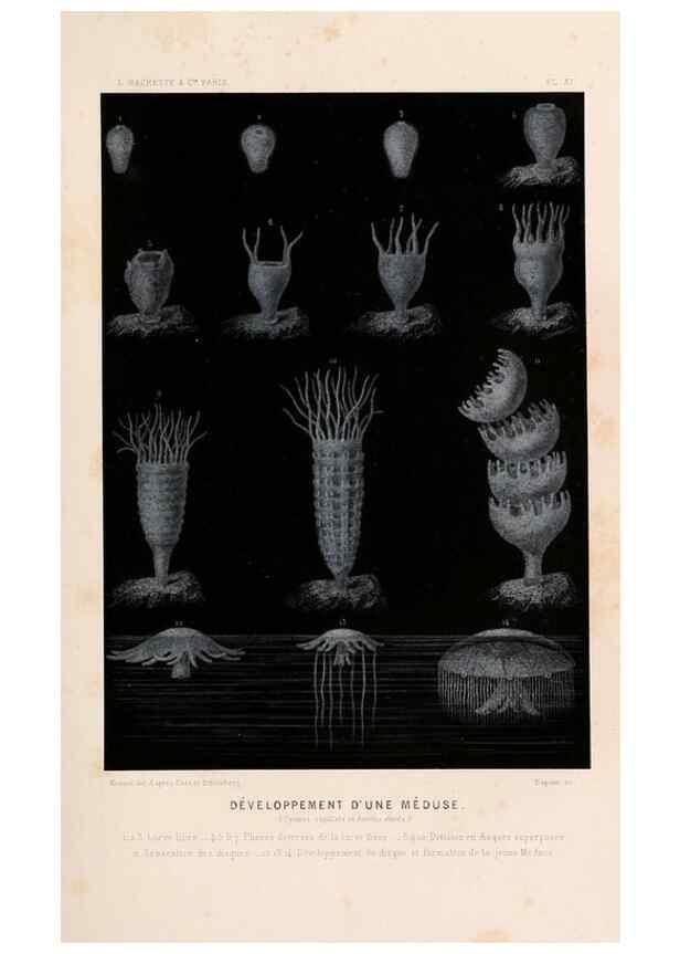 Reproducción/Reproduction 8203824352: Le monde de la mer .... Paris,L. Hachette & Cie,1866.