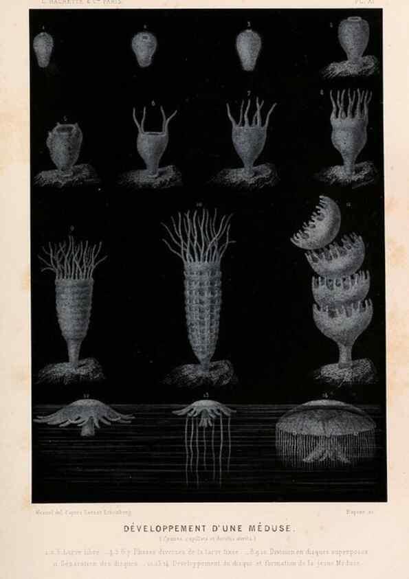 Reproducción/Reproduction 8203824352: Le monde de la mer .... Paris,L. Hachette & Cie,1866.