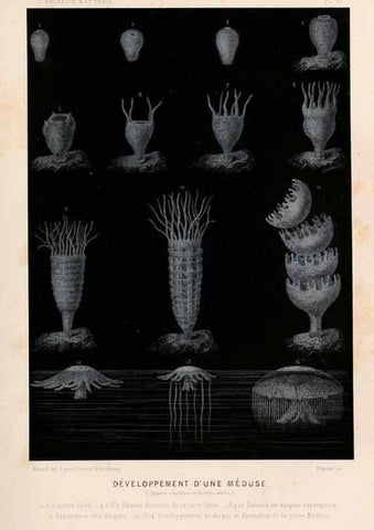 Reproducción/Reproduction 8203824352: Le monde de la mer .... Paris,L. Hachette & Cie,1866.