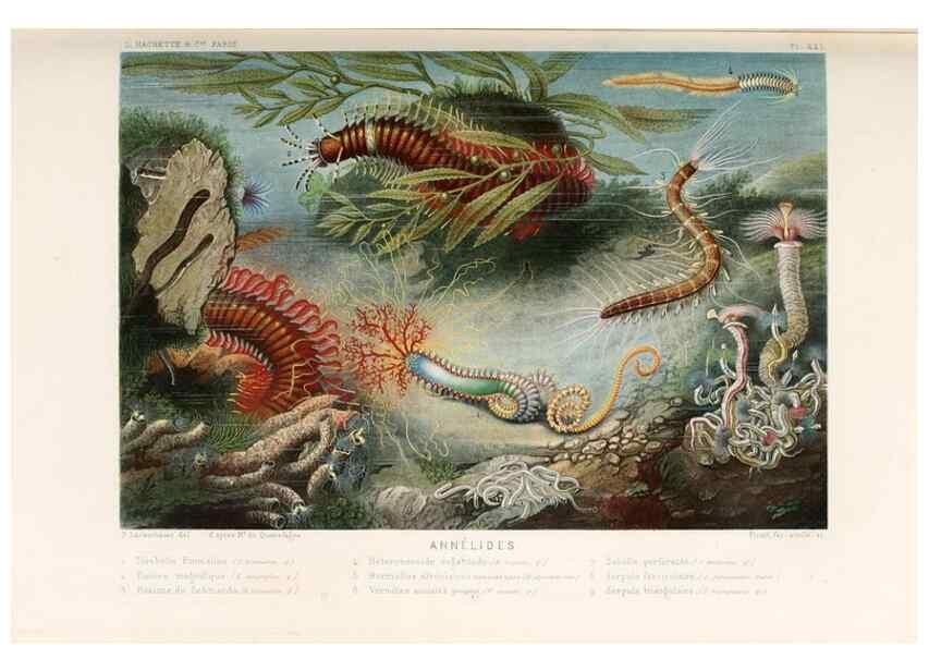 Reproducción/Reproduction 8202740155: Le monde de la mer .... Paris,L. Hachette & Cie,1866.