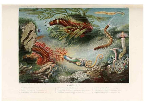 Reproducción/Reproduction 8202740155: Le monde de la mer .... Paris,L. Hachette & Cie,1866.