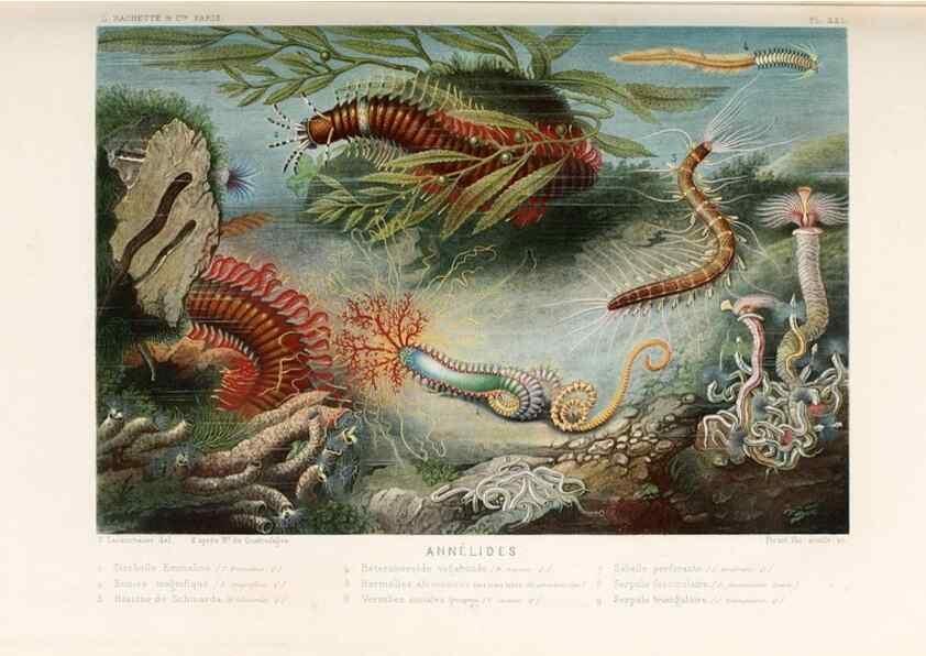 Reproducción/Reproduction 8202740155: Le monde de la mer .... Paris,L. Hachette & Cie,1866.