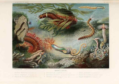 Reproducción/Reproduction 8202740155: Le monde de la mer .... Paris,L. Hachette & Cie,1866.