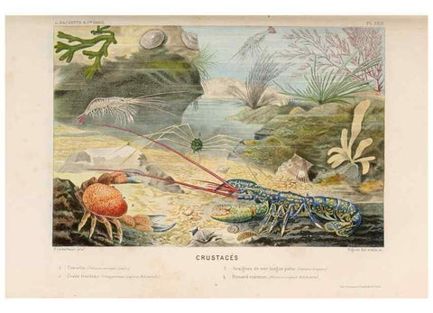 Reproducción/Reproduction 8202741657: Le monde de la mer .... Paris,L. Hachette & Cie,1866.