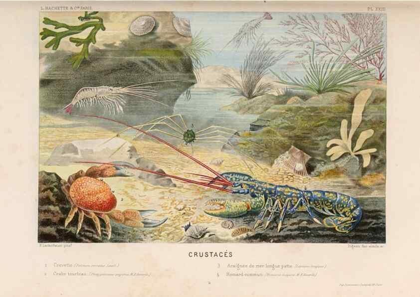 Reproducción/Reproduction 8202741657: Le monde de la mer .... Paris,L. Hachette & Cie,1866.
