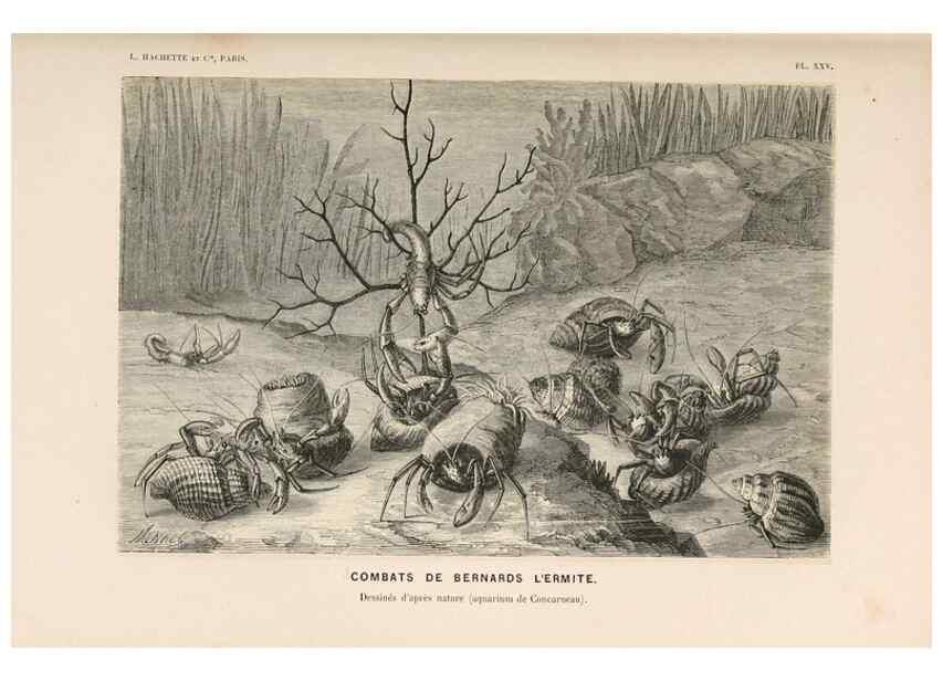 Reproducción/Reproduction 8202742939: Le monde de la mer .... Paris,L. Hachette & Cie,1866.
