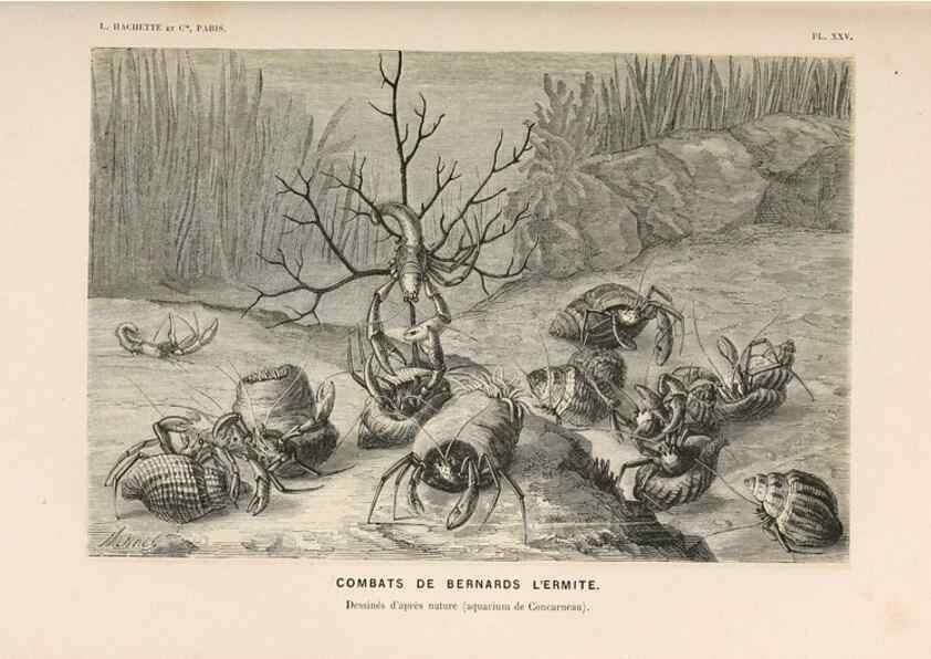 Reproducción/Reproduction 8202742939: Le monde de la mer .... Paris,L. Hachette & Cie,1866.