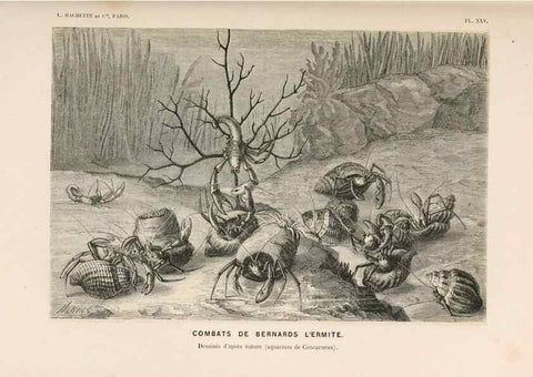Reproducción/Reproduction 8202742939: Le monde de la mer .... Paris,L. Hachette & Cie,1866.
