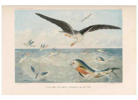 Reproducción/Reproduction 8202743477: Le monde de la mer .... Paris,L. Hachette & Cie,1866.