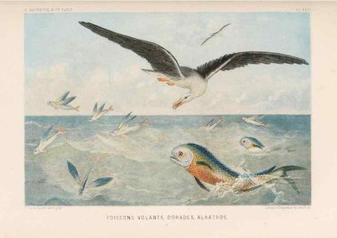 Reproducción/Reproduction 8202743477: Le monde de la mer .... Paris,L. Hachette & Cie,1866.