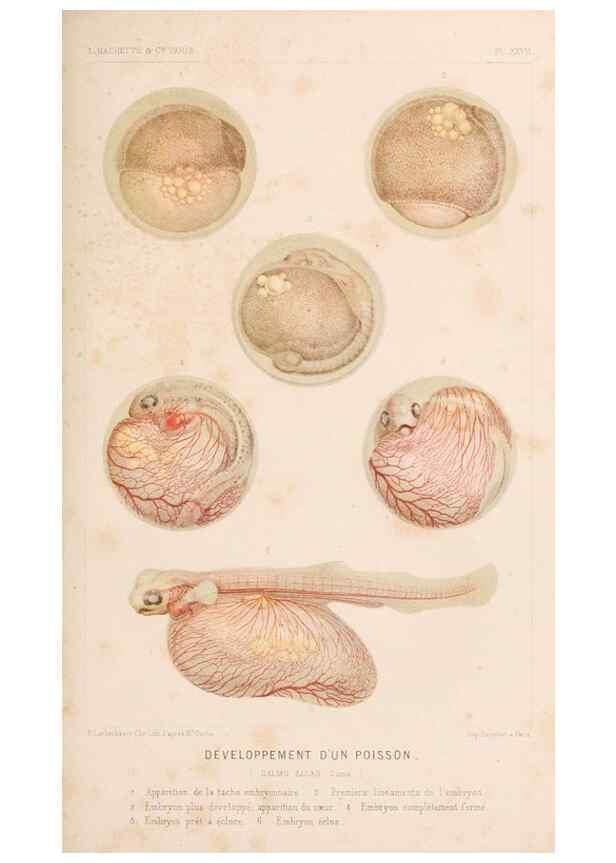 Reproducción/Reproduction 8202744033: Le monde de la mer .... Paris,L. Hachette & Cie,1866.