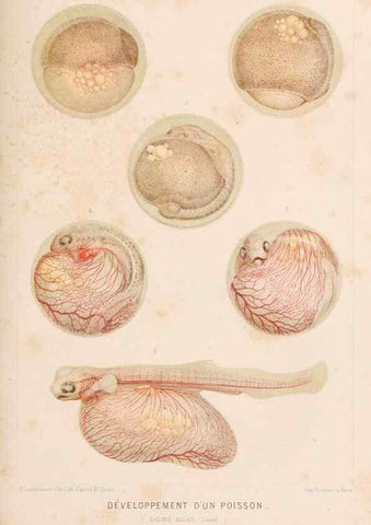 Reproducción/Reproduction 8202744033: Le monde de la mer .... Paris,L. Hachette & Cie,1866.