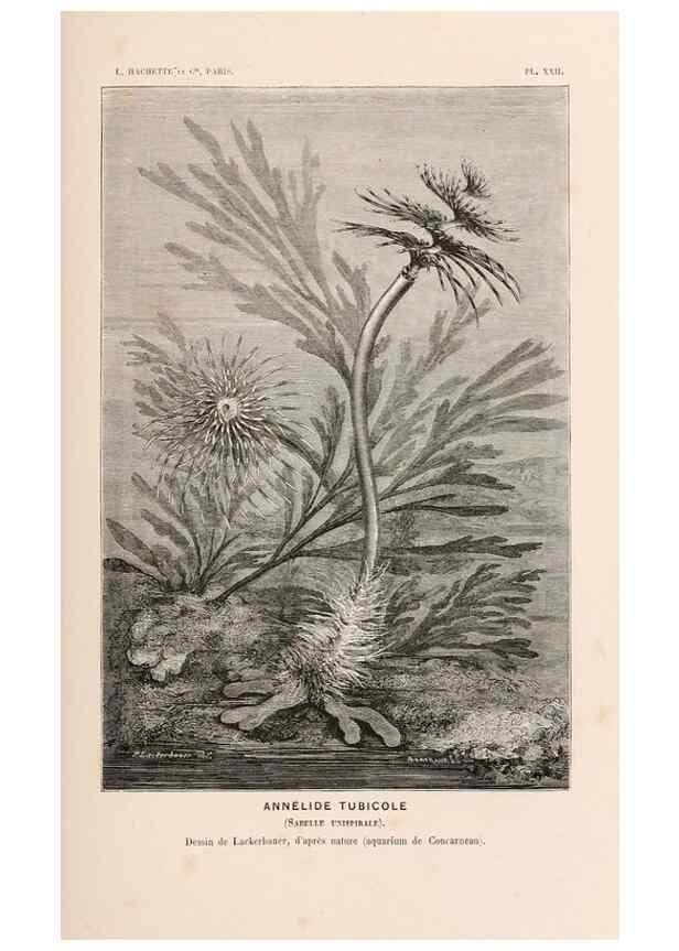 Reproducción/Reproduction 8203830564: Le monde de la mer .... Paris,L. Hachette & Cie,1866.