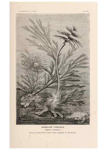 Reproducción/Reproduction 8203830564: Le monde de la mer .... Paris,L. Hachette & Cie,1866.