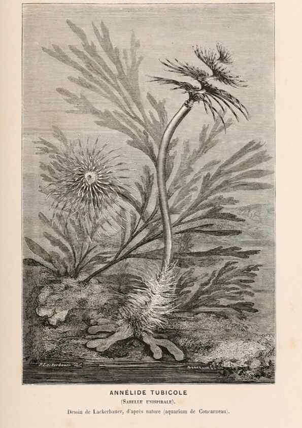Reproducción/Reproduction 8203830564: Le monde de la mer .... Paris,L. Hachette & Cie,1866.